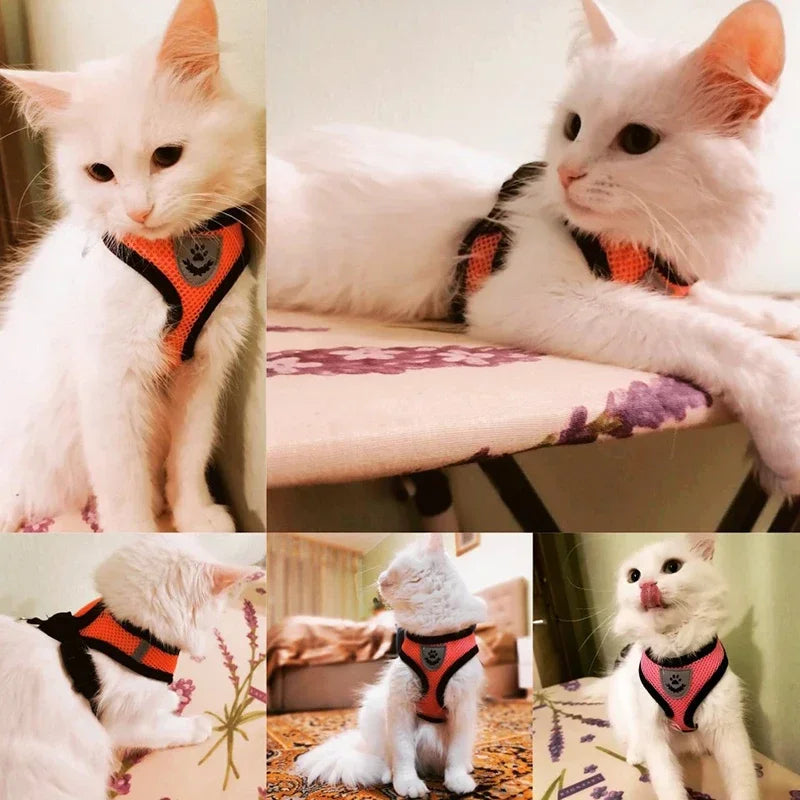 Harnais gilet polyester avec laisse — léger et ajustable pour chat