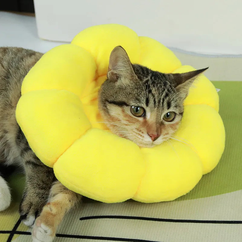 Collerette chat tournesol douce — anti-léchage post-opération