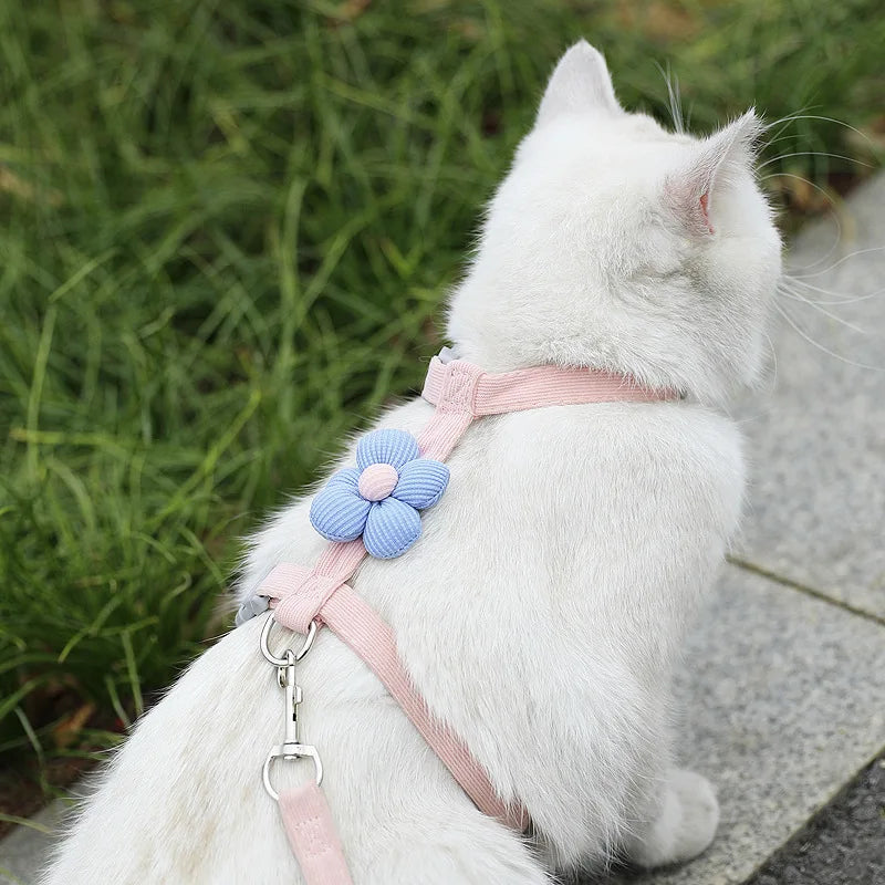 Kit harnais et laisse assortis pour chat