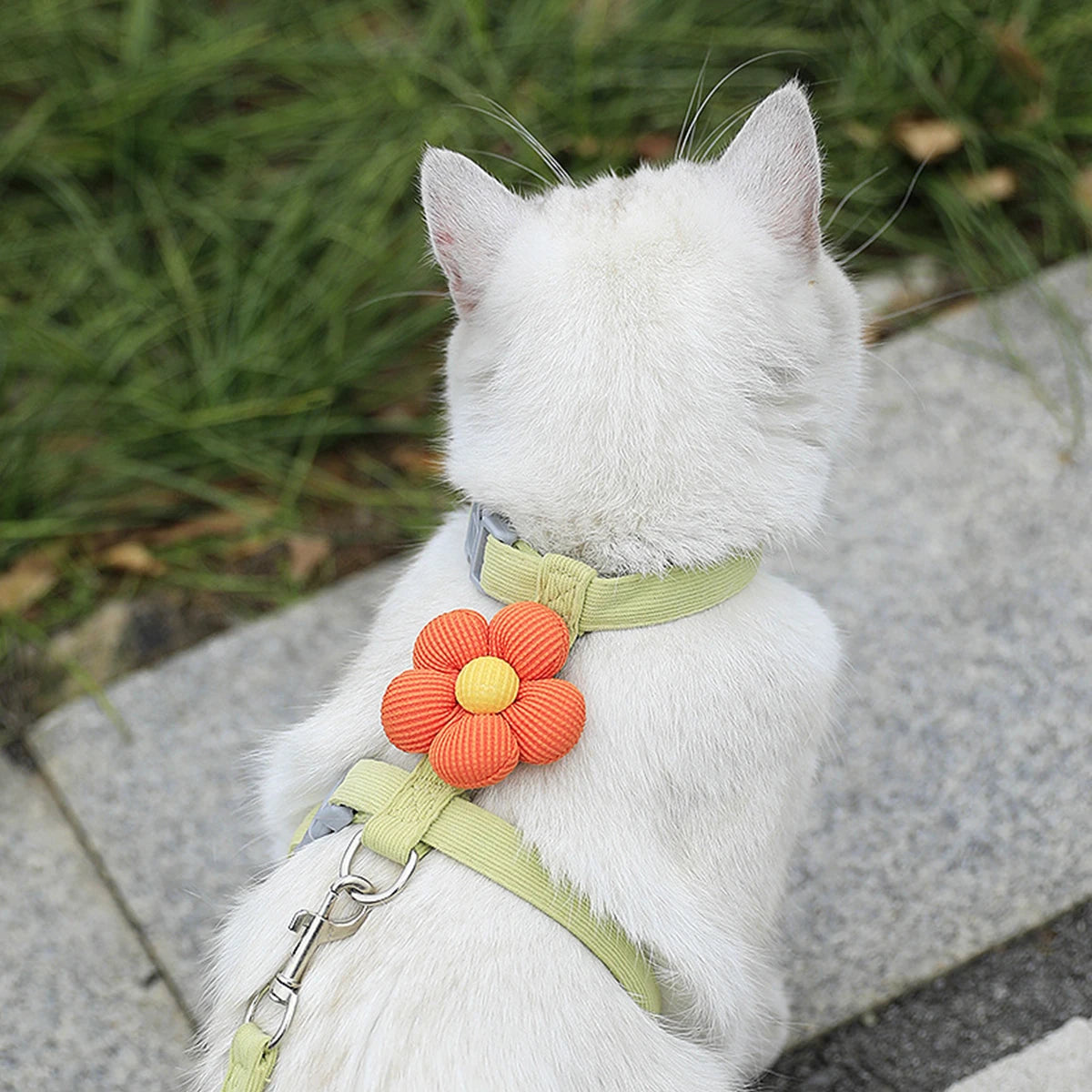 Kit harnais et laisse assortis pour chat