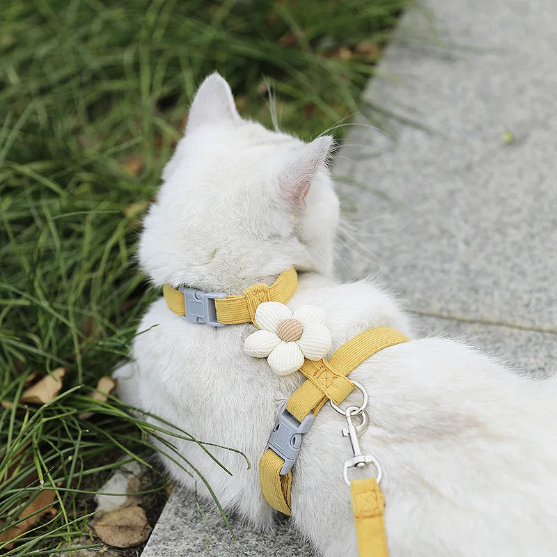 Kit harnais et laisse assortis pour chat