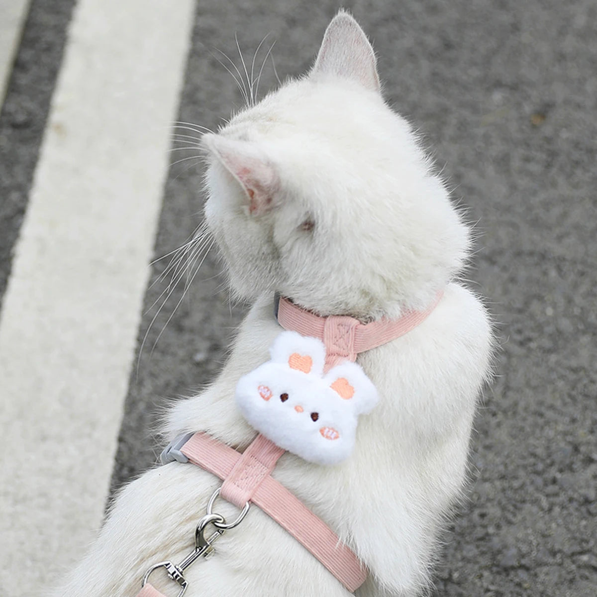 Kit harnais et laisse assortis pour chat
