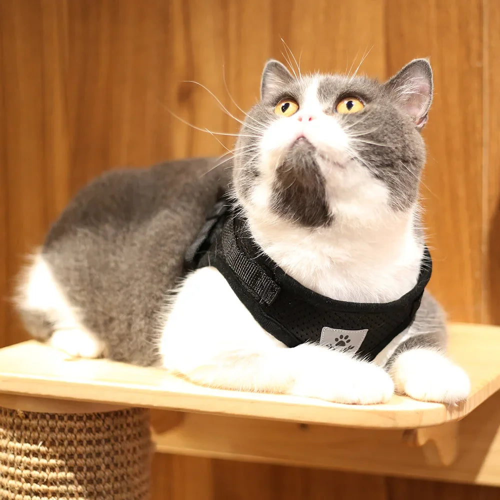 Harnais mesh réfléchissant avec laisse — ajustable pour chat