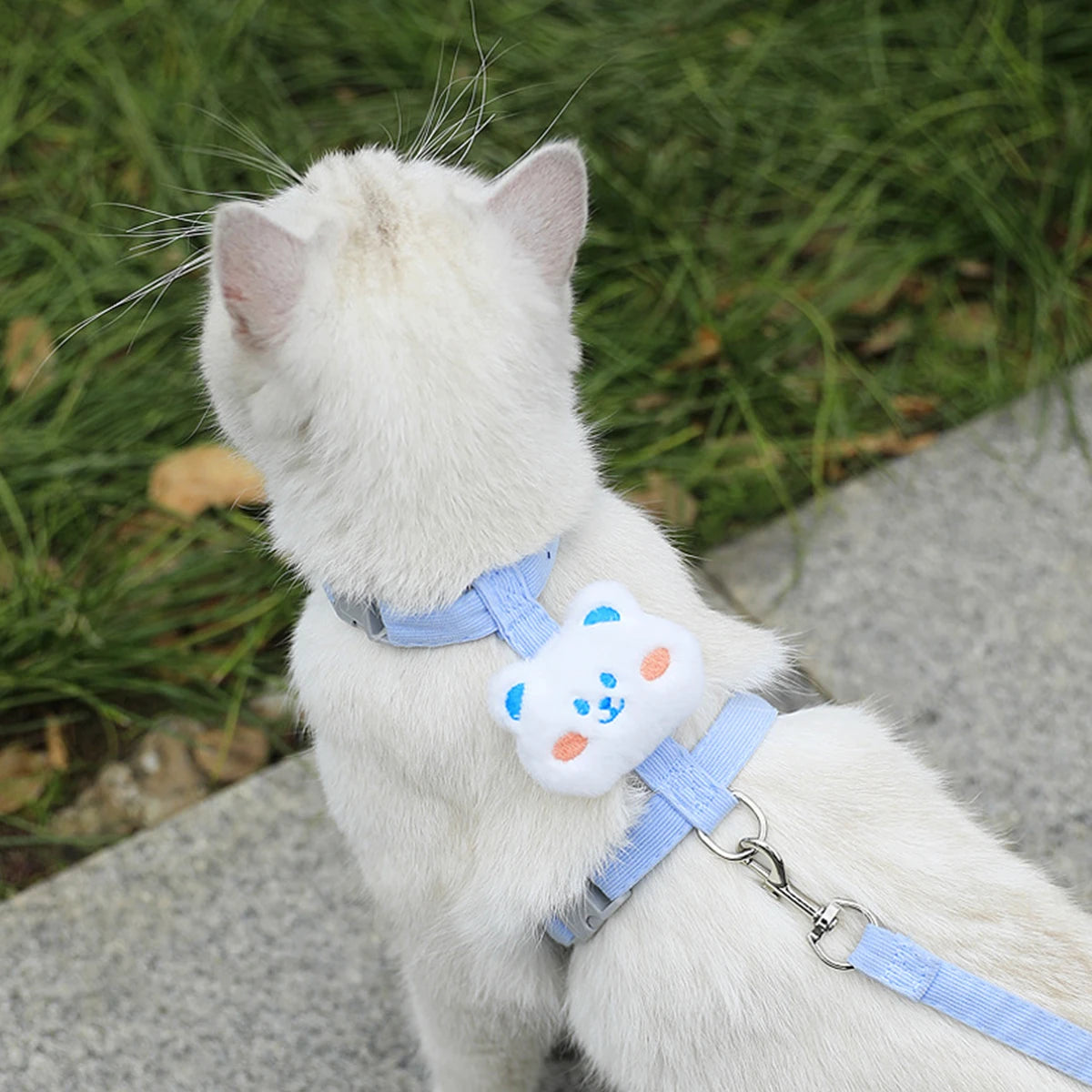 Kit harnais et laisse assortis pour chat
